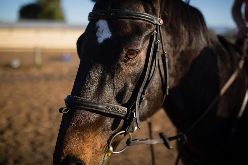 Pet and Horse Insurance - Leisure Guard